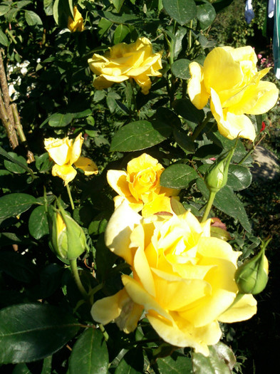 Photo0896 - valul III de inflorire