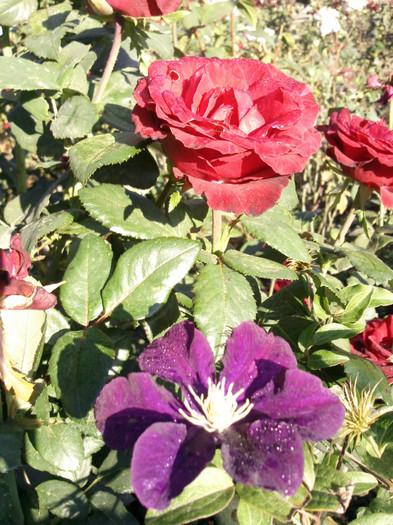 Photo0900 - valul III de inflorire