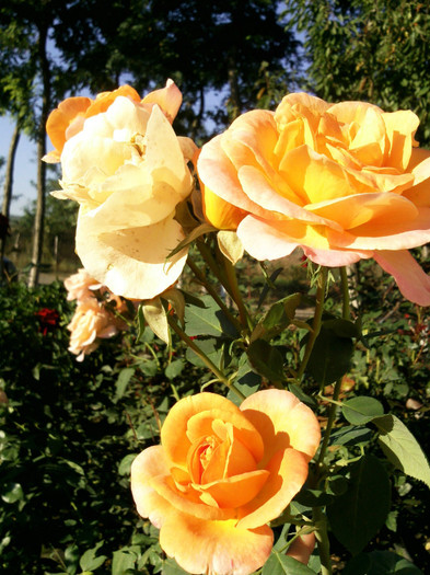 Photo0904 - valul III de inflorire