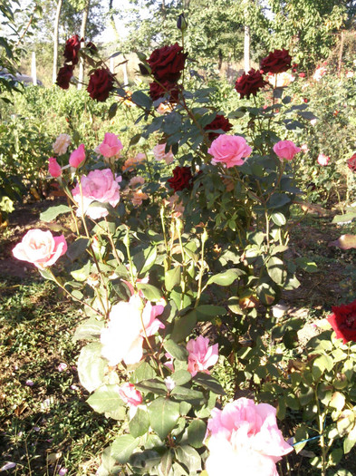 Photo0905 - valul III de inflorire