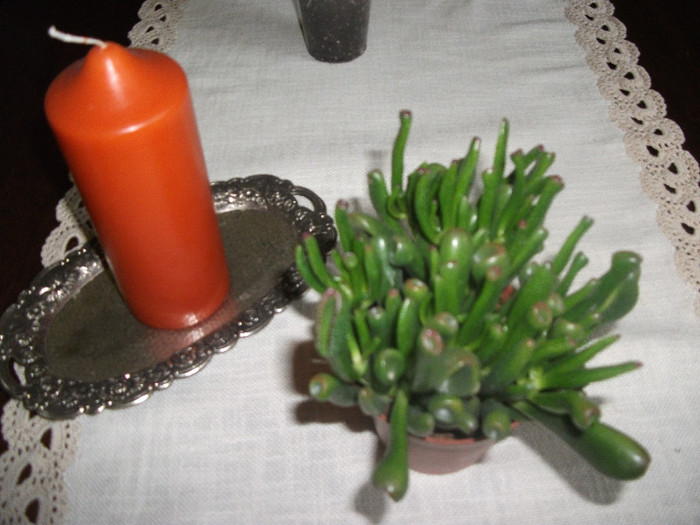 Crassula Gollum - Suculente si cactusi
