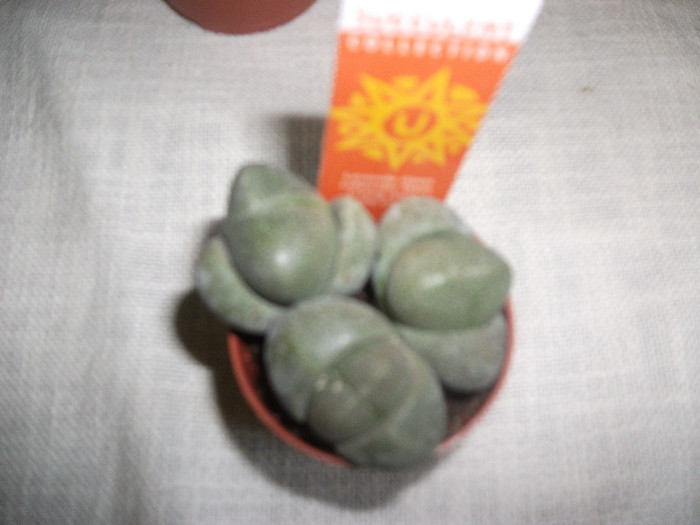 Lithops