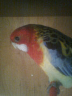 49920131_VXTZXZXGZ - Rozele