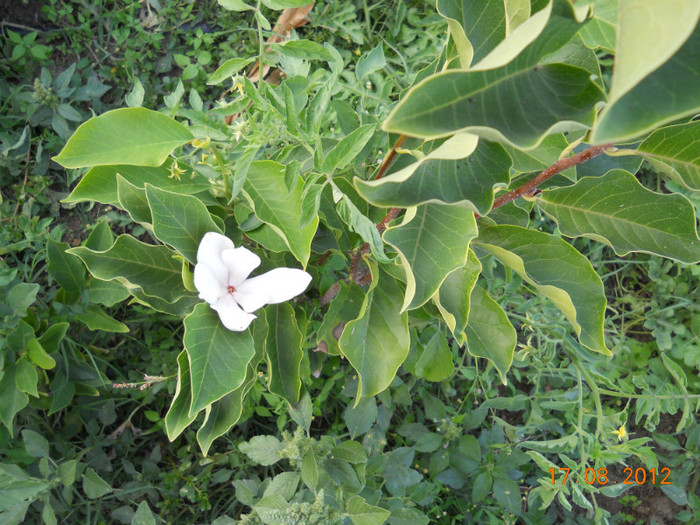 DSCN4186 - magnolii