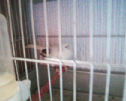 37051442_NSNUDOWDE - canari