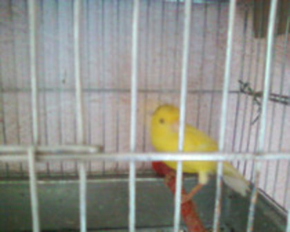 37051448_GEXQCTKDE - canari