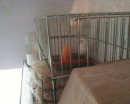 37051455_QIXOVMRAG - canari