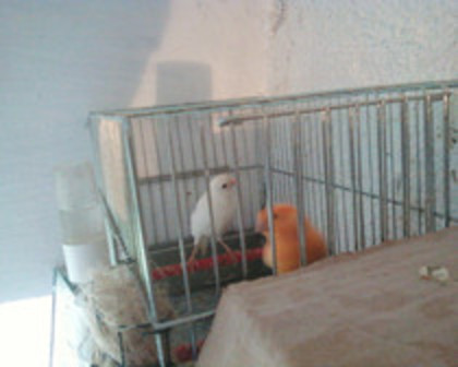37051457_NSEMOXVNZ - canari