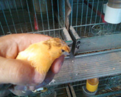 37051461_RSRCYAMSB - canari