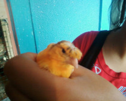 37051462_PVPCSLXTK - canari