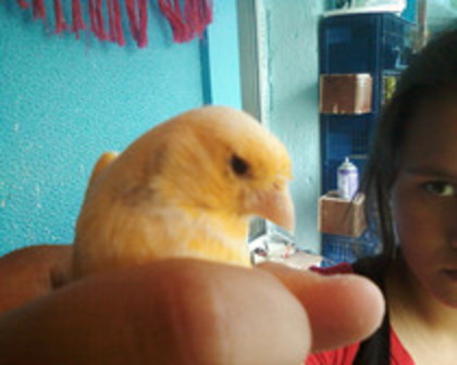 37051464_OQSPWPQUL - canari