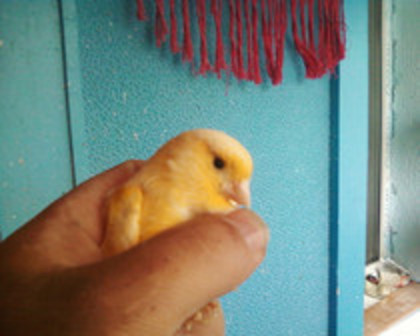 37051467_CBGJTSTJR - canari