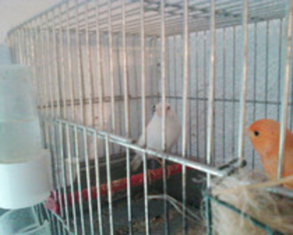 Copy (2) of 37051449_MDMDISNRA