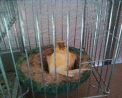 Copy (2) of 37051451_FSNLHBEBU - canari