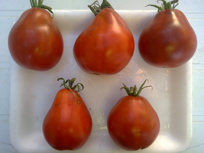 BLACK TRUFLE - 05- TOMATE-ROSII-SOIURI PURE ORGANICE VECHI ROMANESTI SI HEIRLOOM ALBUM 5