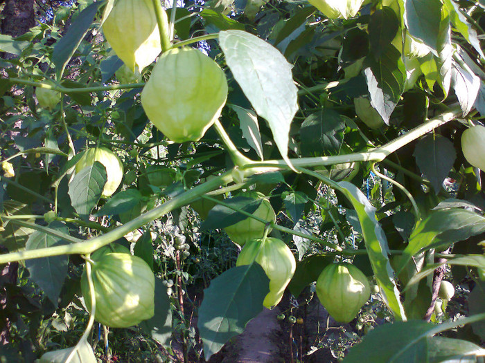 TOMATILLO GREEN - 05- TOMATE-ROSII-SOIURI PURE ORGANICE VECHI ROMANESTI SI HEIRLOOM ALBUM 5