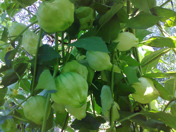 TOMATILLO GREEN - 05- TOMATE-ROSII-SOIURI PURE ORGANICE VECHI ROMANESTI SI HEIRLOOM ALBUM 5