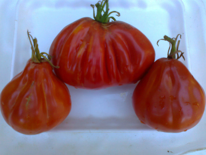 RED TRUFLE - 05- TOMATE-ROSII-SOIURI PURE ORGANICE VECHI ROMANESTI SI HEIRLOOM ALBUM 5