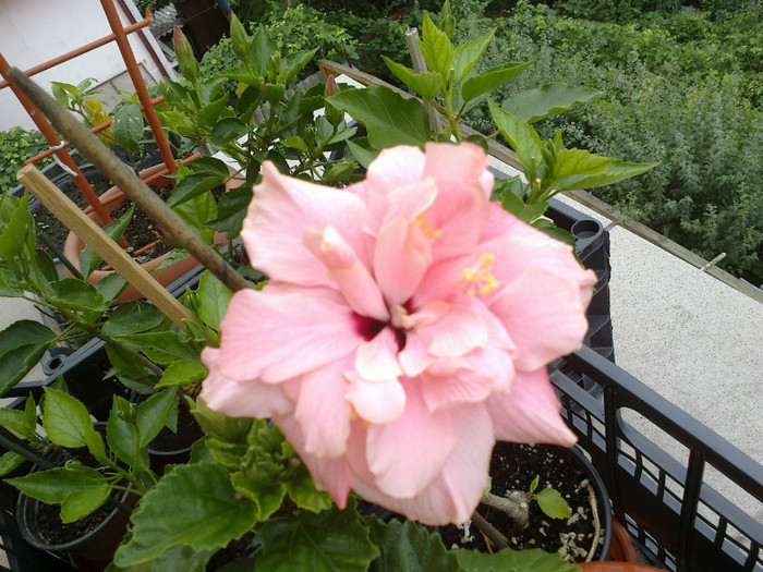 020820121059 - hibiscus
