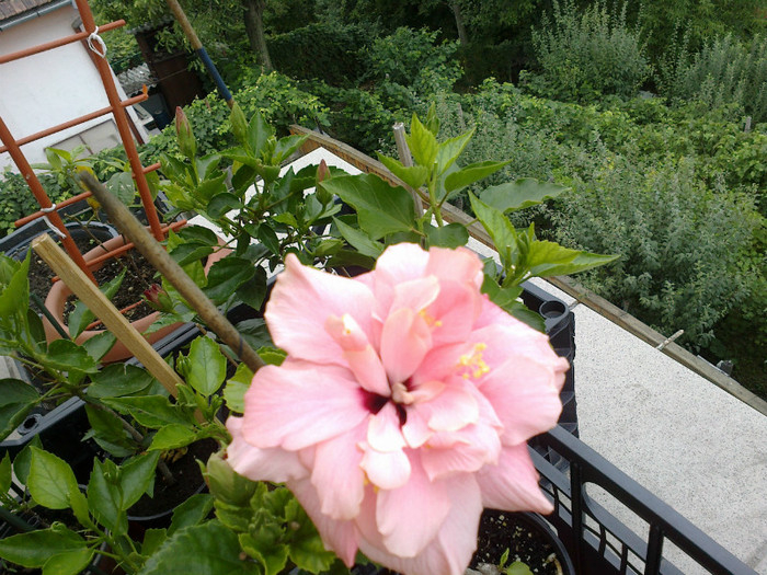 020820121060 - hibiscus