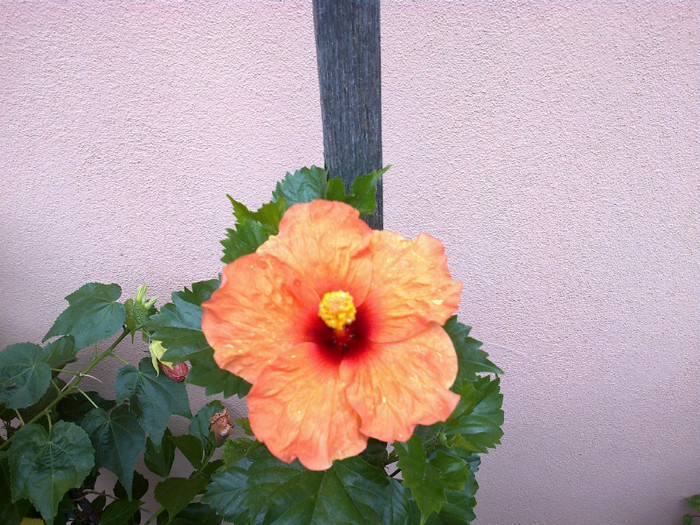 020820121062 - hibiscus
