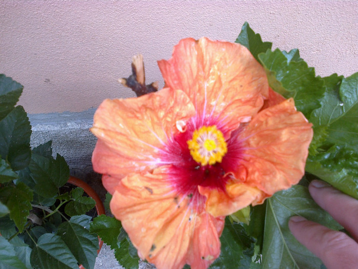 020820121063 - hibiscus