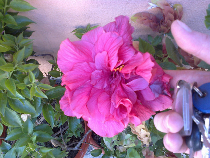 030820121075 - hibiscus