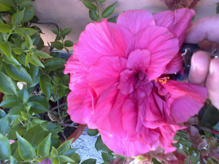 030820121076 - hibiscus