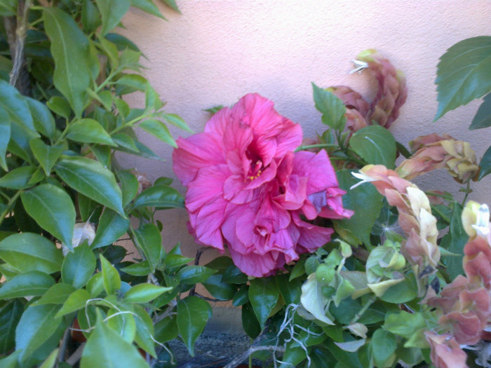 030820121077 - hibiscus