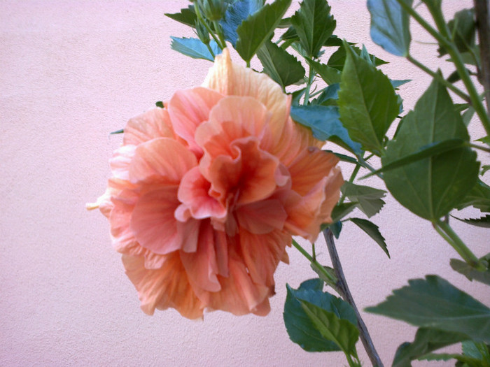 060820121082 - hibiscus