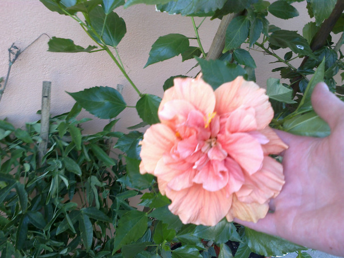 060820121083 - hibiscus