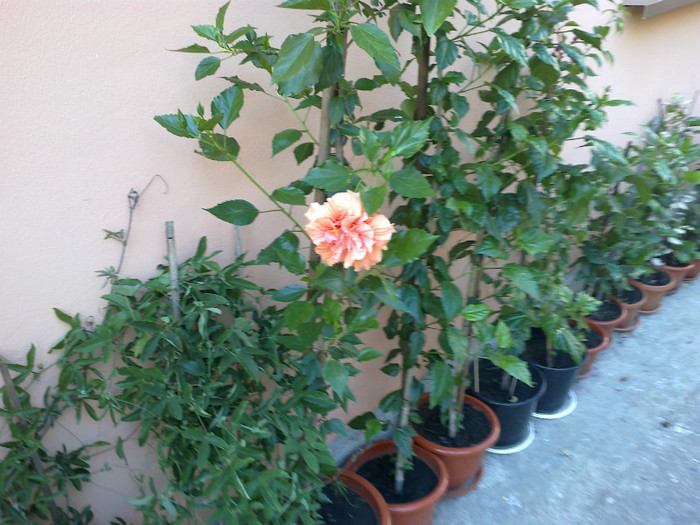 060820121084 - hibiscus