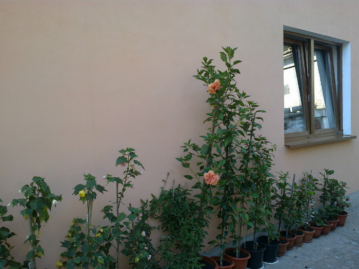 060820121085 - hibiscus