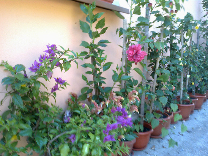 060820121087 - hibiscus