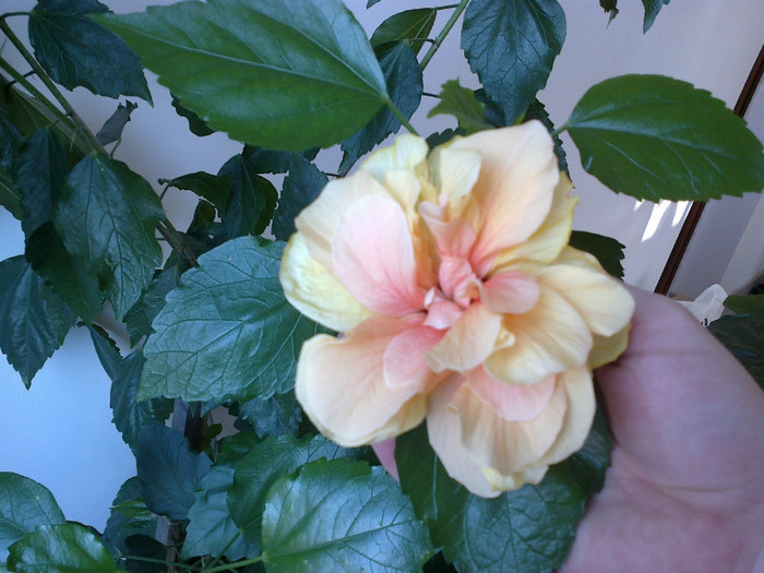 080820121088 - hibiscus