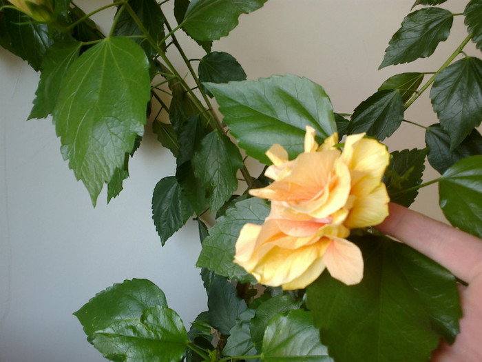 080820121090 - hibiscus
