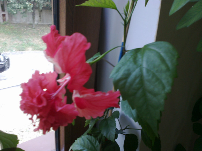 110820121092 - hibiscus