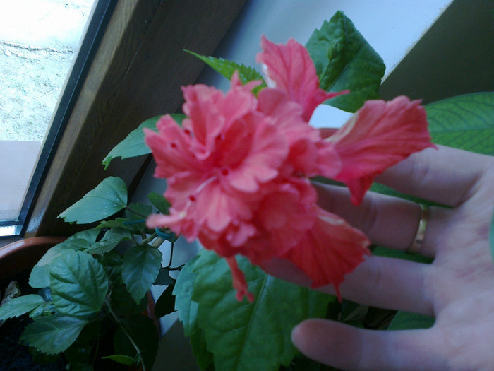110820121093 - hibiscus