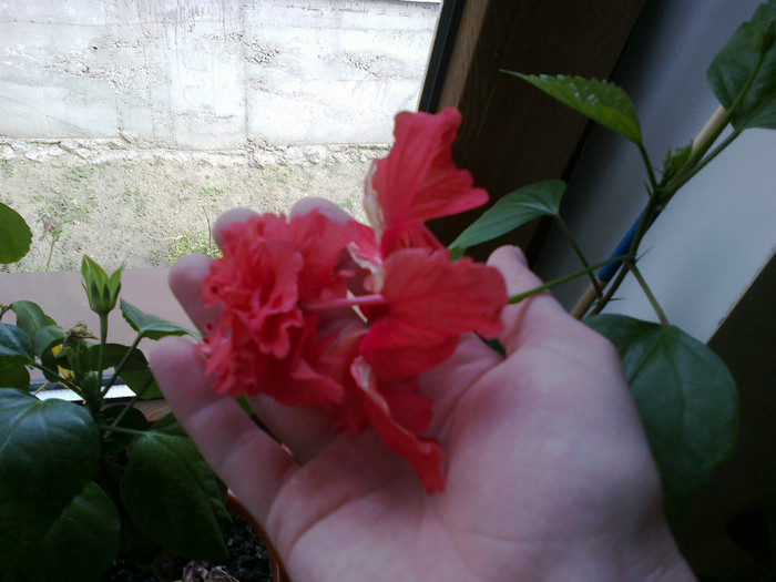 110820121094 - hibiscus