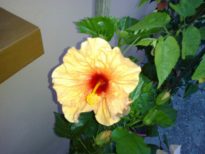 280720121026 - hibiscus