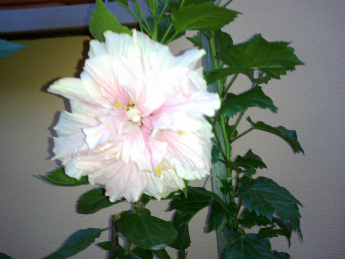 280720121027 - hibiscus