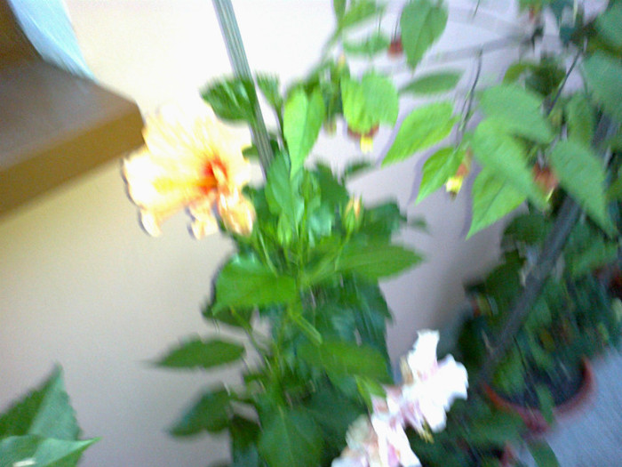 280720121028 - hibiscus