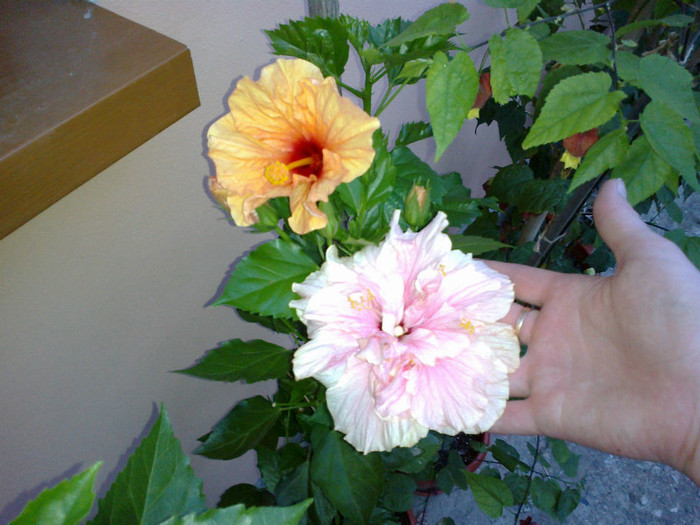 280720121030 - hibiscus