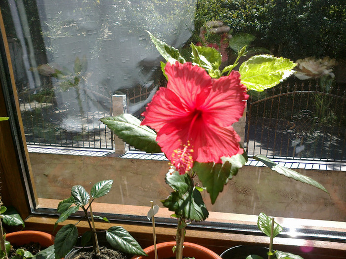 290820121123 - hibiscus