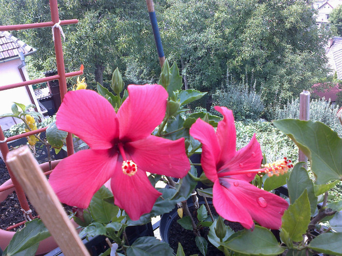 300720121049 - hibiscus