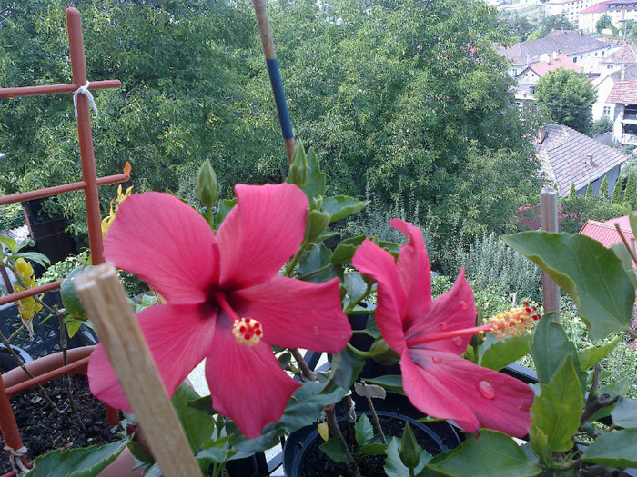 300720121050 - hibiscus