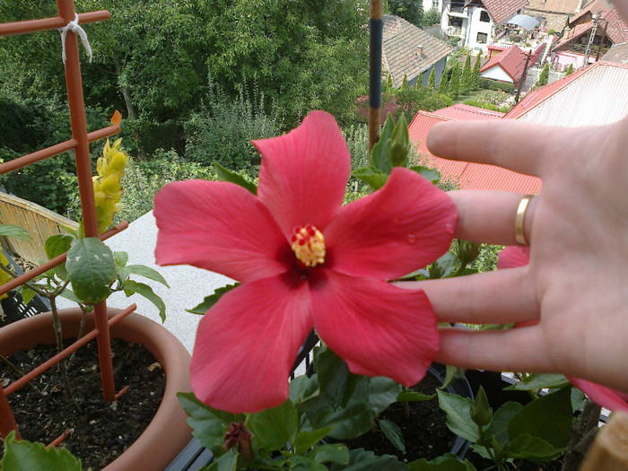 300720121051 - hibiscus