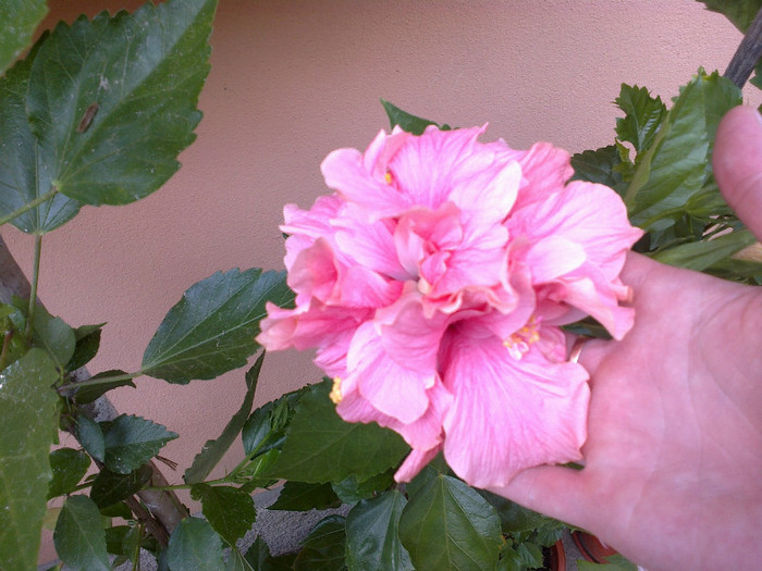 300720121054 - hibiscus