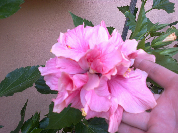 300720121057 - hibiscus