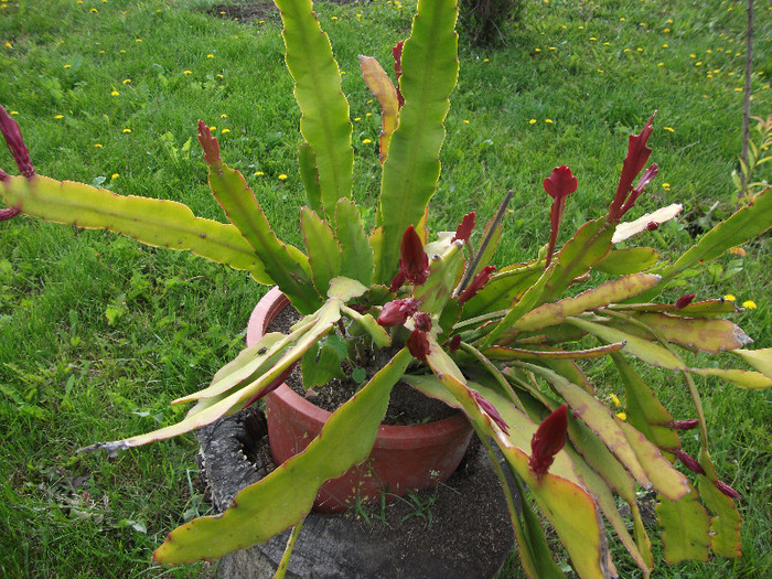 DSCF1462 - Epiphyllum